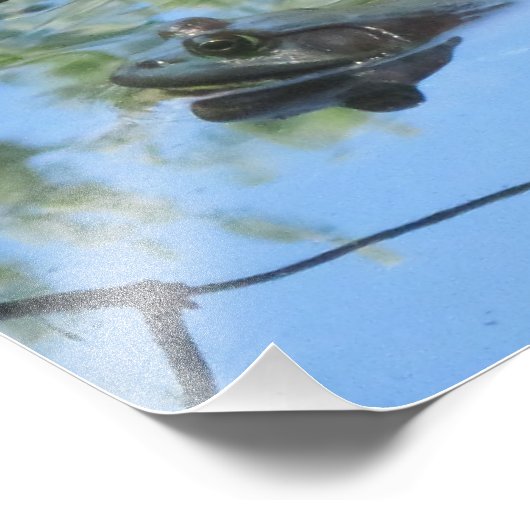 Frosch Foto Print (Ecke)
