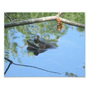 Frosch Foto Print