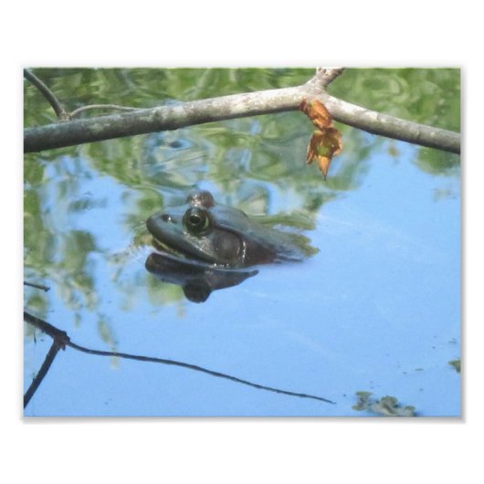 Frosch Foto Print (Vorne)