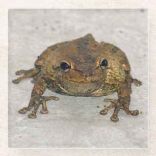 Frosch Foto Square Glass Untersetzer