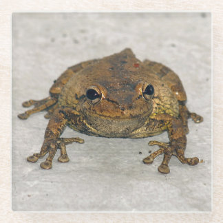 Frosch Foto Square Glass Untersetzer