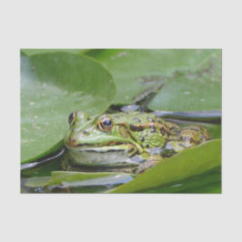 Frosch Green Lily Pad Foto Seidenpapier