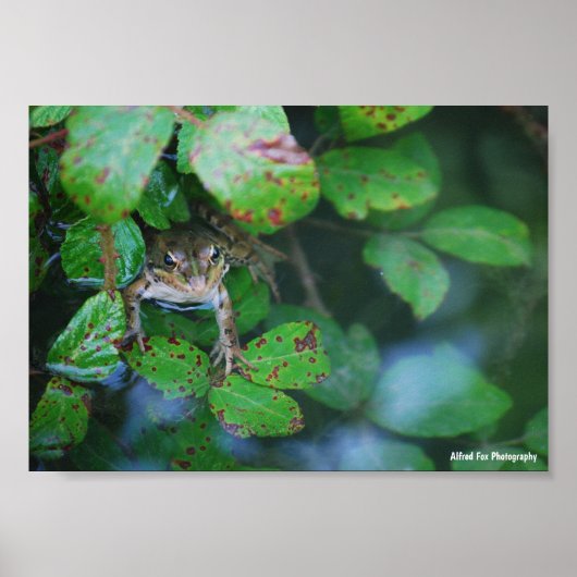 Frosch im blätterreichen Teich Poster (Vorne)