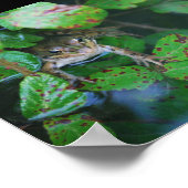 Frosch im blätterreichen Teich Poster (Ecke)