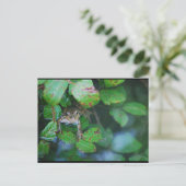 Frosch im blätterreichen Teich Postkarte (Stehend Vorderseite)