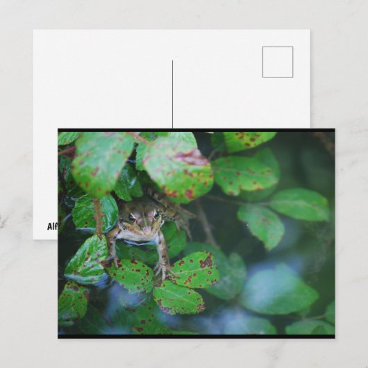 Frosch im blätterreichen Teich Postkarte (Vorne/Hinten)