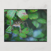 Frosch im blätterreichen Teich Postkarte (Vorderseite)