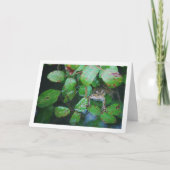 Frosch im Portrait des Leafy Pond Karte (Vorderseite)