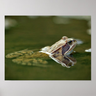 Frosch im Wasser Poster
