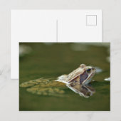 Frosch im Wasser Postkarte (Vorne/Hinten)