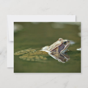 Frosch im Wasser Postkarte