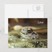 Frosch im Wasser Postkarte (Vorne/Hinten)