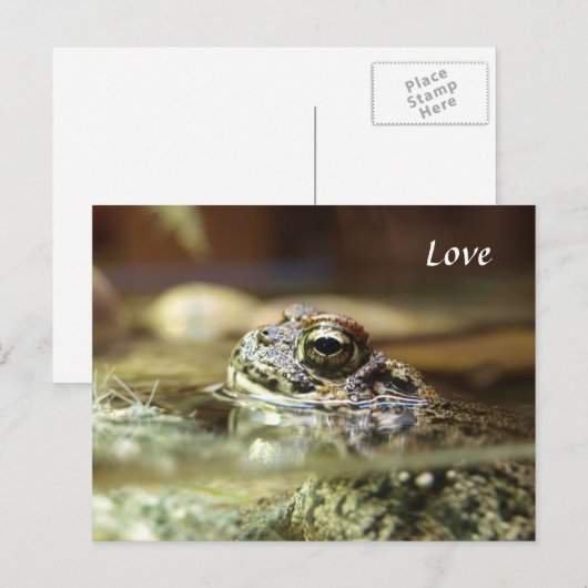 Frosch im Wasser Postkarte (Vorne/Hinten)