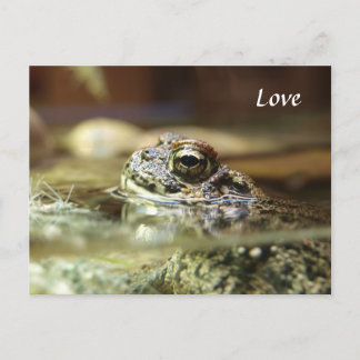 Frosch im Wasser Postkarte