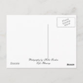 Frosch in Blume Collage Postkarte (Rückseite)