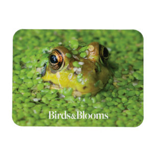 Frosch in den grünen Algen Magnet