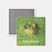 Frosch in der grünen Alge Magnet (Vorderseite/Rückseite)