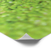 Frosch in der grünen Alge Poster (Ecke)