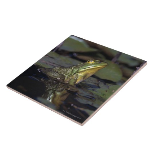 Frosch in einem Teich Fliese (Seite)