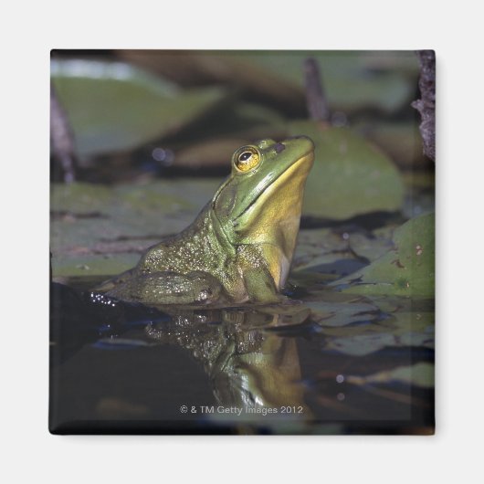 Frosch in einem Teich Magnet (Vorne)