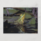 Frosch in einem Teich Postkarte (Vorderseite)