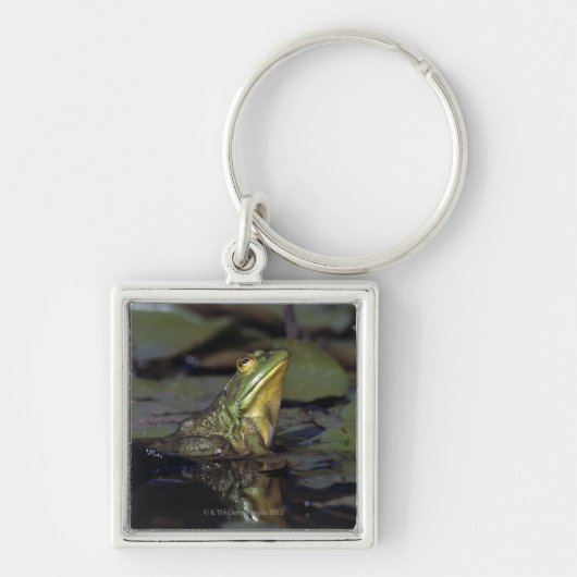Frosch in einem Teich Schlüsselanhänger (Vorne)