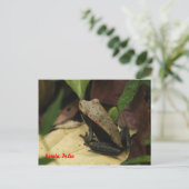 Frosch in Kerala, Indien Postkarte (Stehend Vorderseite)