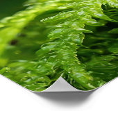 Frosch in neuem Waldmoosbewuchs Poster (Ecke)