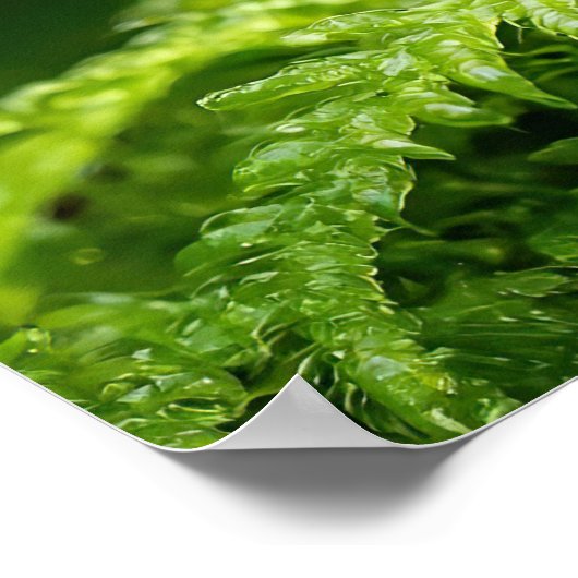 Frosch in neuem Waldmoosbewuchs Poster (Ecke)