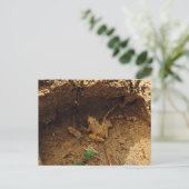 Frosch in Pleasanton, Texas Postkarte (Stehend Vorderseite)