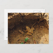 Frosch in Pleasanton, Texas Postkarte (Vorne/Hinten)