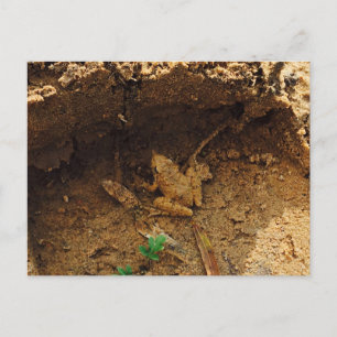 Frosch in Pleasanton, Texas Postkarte