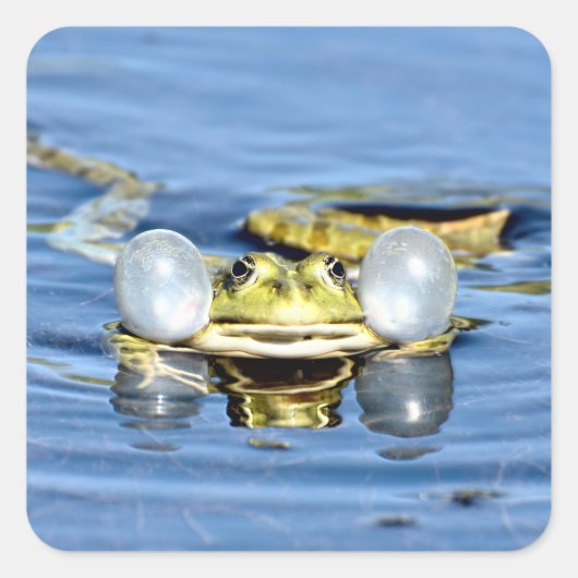 Frosch in Wasser mit Luftsaure Quadratischer Aufkleber (Vorderseite)