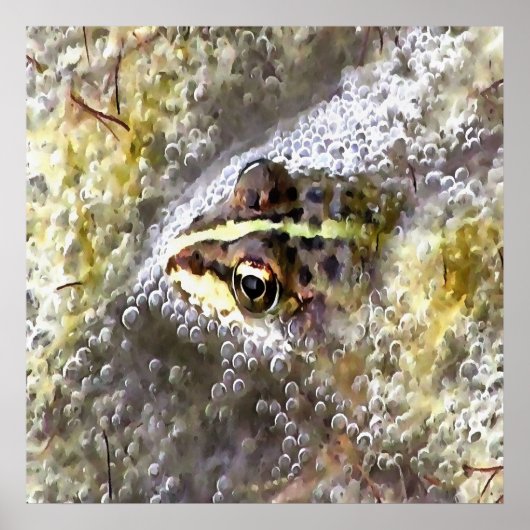 Frosch, in Wasserblasen und Froschlacht getaucht Poster (Vorne)