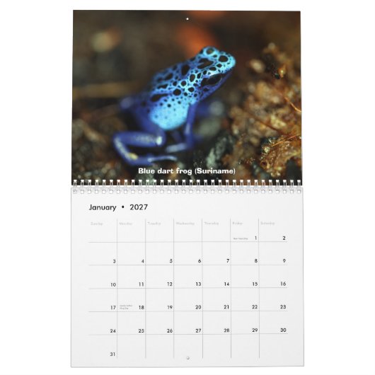 Frosch-Kalender Kalender (Jan 2027)