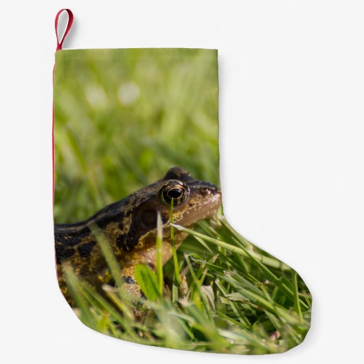 Frosch Kleiner Weihnachtsstrumpf (Vorderseite)