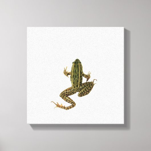 Frosch Leinwanddruck (Vorderseite)