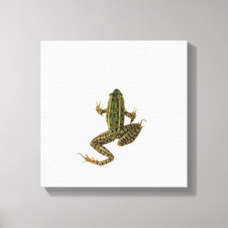 Frosch Leinwanddruck