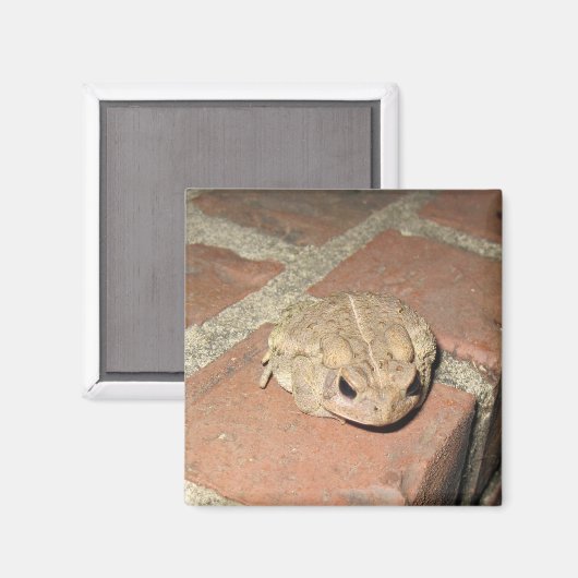 Frosch Magnet (Vorderseite/Rückseite)