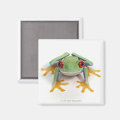 Frosch Magnet (Vorderseite/Rückseite)