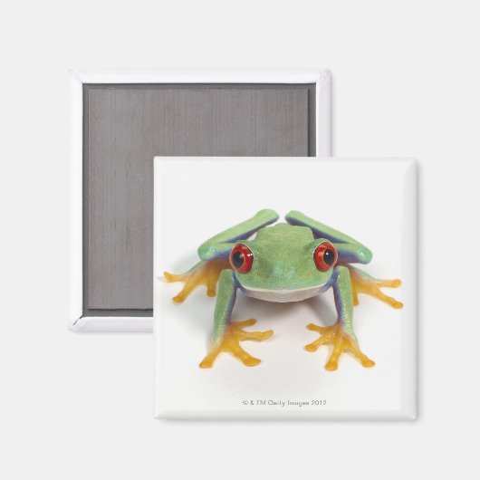 Frosch Magnet (Vorderseite/Rückseite)