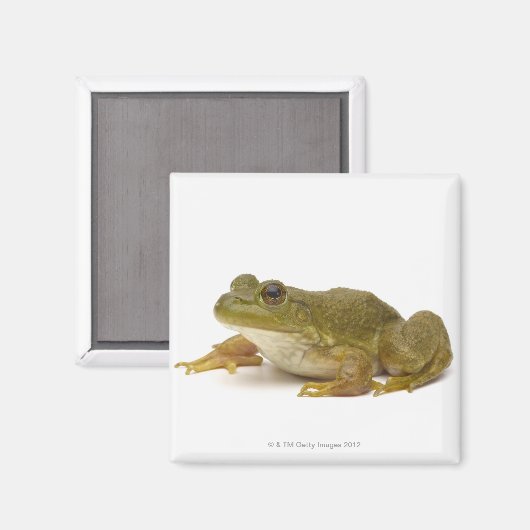 Frosch Magnet (Vorderseite/Rückseite)