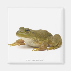 Frosch Magnet