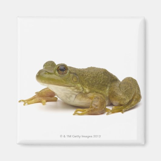 Frosch Magnet (Vorne)