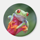 Frosch Magnet (Vorne)