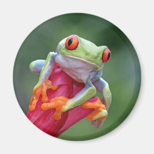 Frosch Magnet