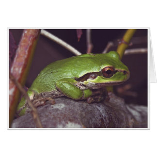 Frosch-Meditation