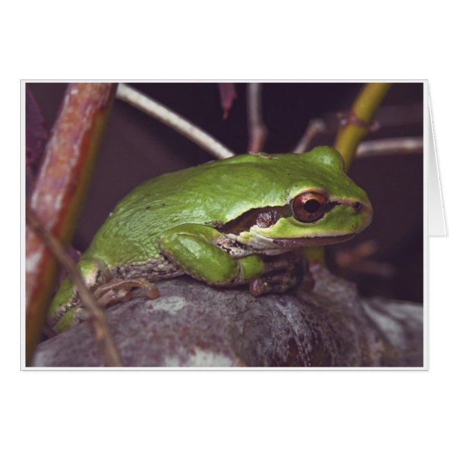 Frosch-Meditation (Vorderseite (Horizontal))