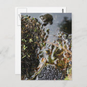 Frosch mit Froschspinnkarte Postkarte (Vorne/Hinten)