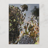 Frosch mit Froschspinnkarte Postkarte (Vorderseite)